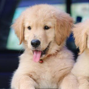 Meet your Posher, Mikah